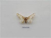 藏品(尺蛾222)的圖片